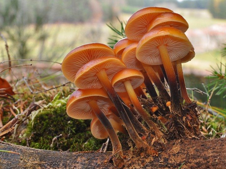 Flammulina_velutipes.jpg