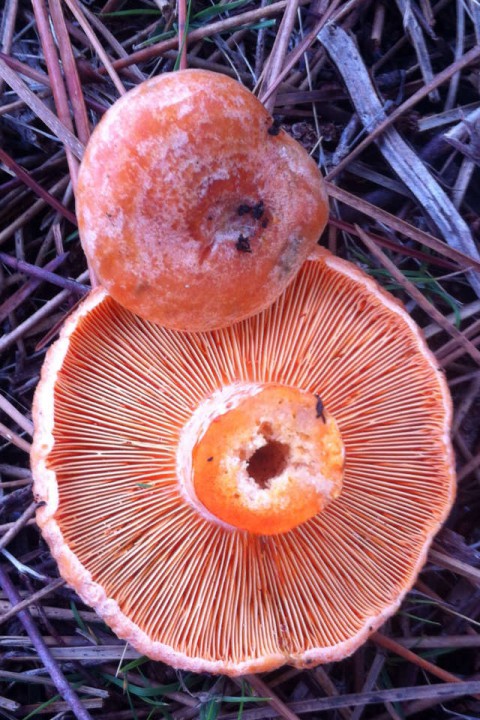 Lactarius sanguifluus (1).JPG