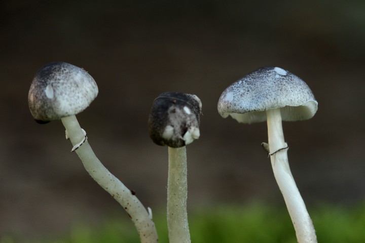 Leucoagaricus melanotrichus.jpg