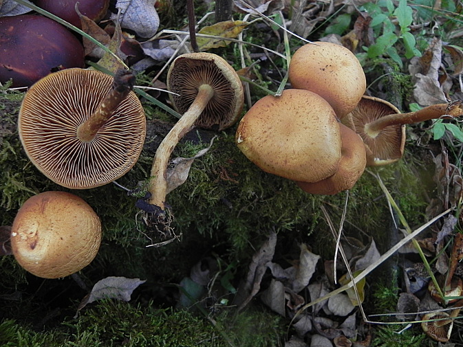 DSCN0861b.JPG