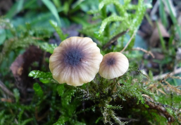 L1270167.2.JPG