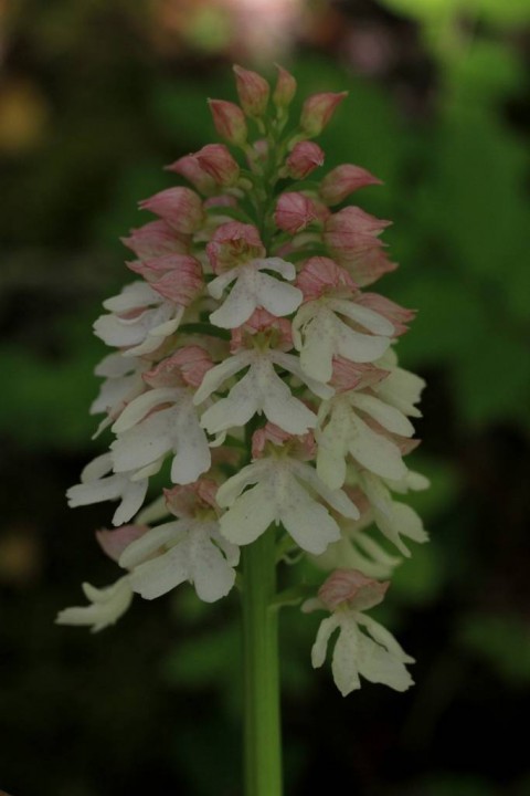 gergovie 003 - Copie.JPG