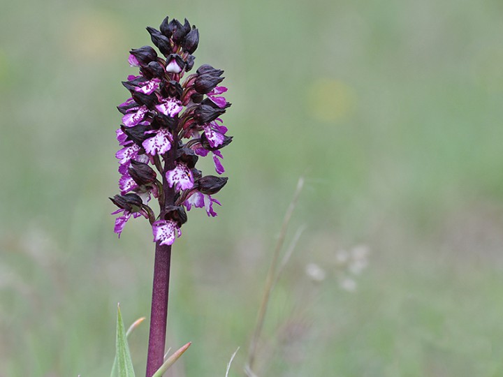 Orchis_purpurea_sombre.jpg