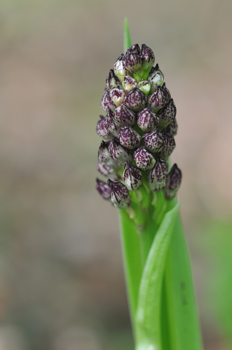 Orchis_purpurea_boutons.jpg