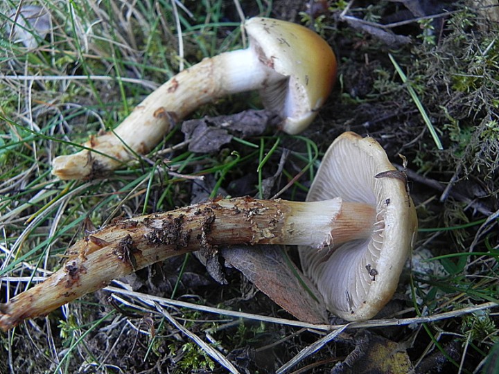 DSCN0859b.JPG