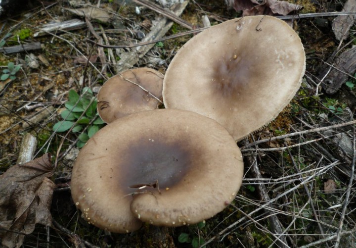 L1310149 (copie 1).JPG