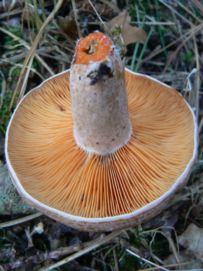 P1100655.jpg