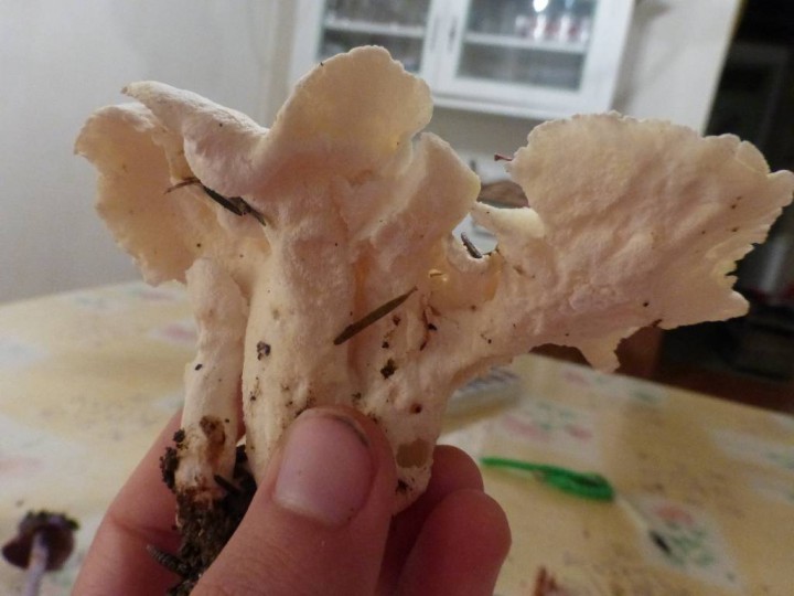 P1010642.JPG