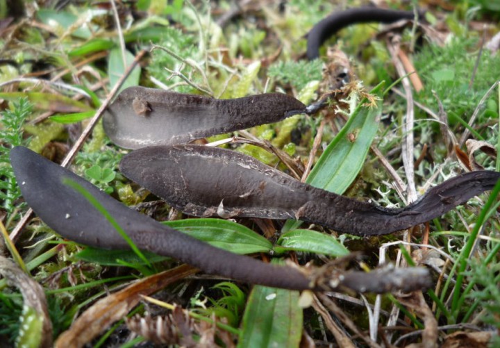 L1310411 (copie 1).JPG