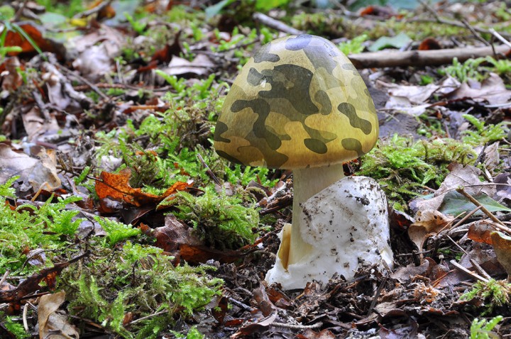 Amanita_phalloides_camouflage.jpg