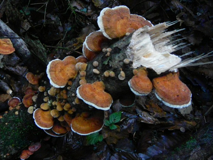 DSCN1010b.JPG