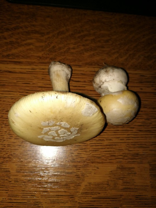 Champignon (2).jpg