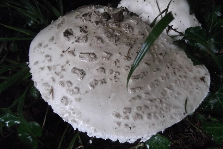 DSCF0243b.JPG