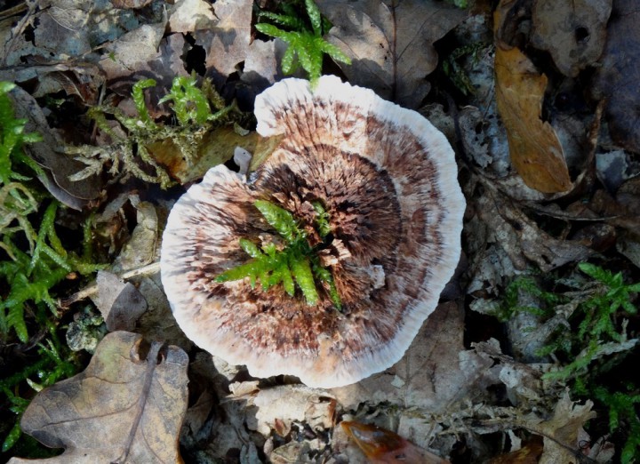 Hydnellum concrescens.(Taille réduite) le 14 octobre 2017. A vérifier..jpg