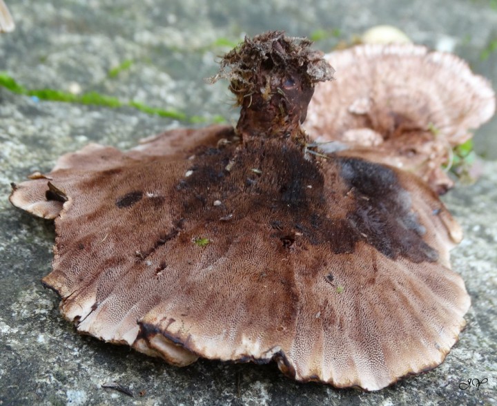 Hydnellum concrescens peut-être - TAILLE R2DUITE 0 1000 14 octobre 2017. 1.jpg