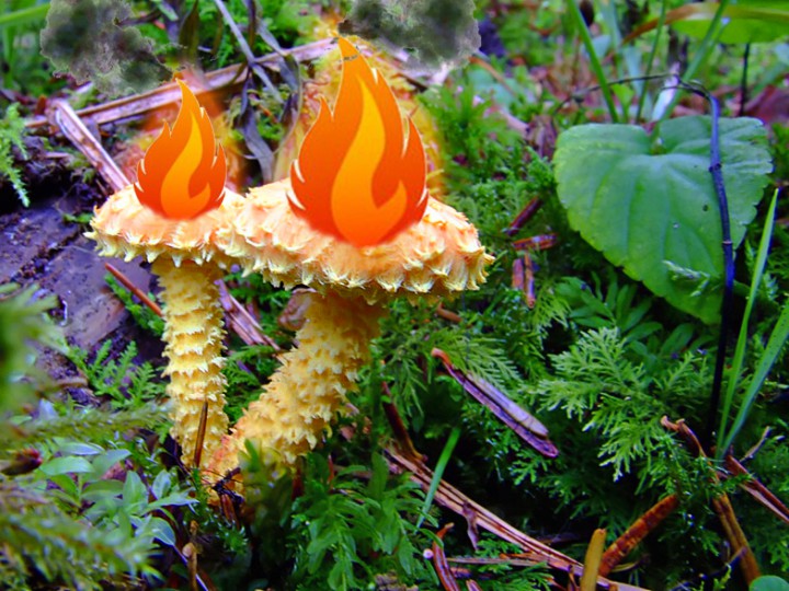 Pholiote_petite_flamme.jpg