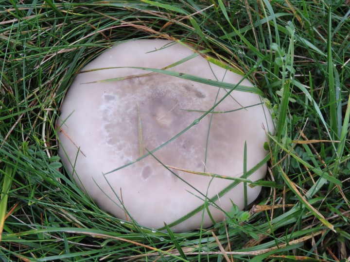 RSCN5105.JPG