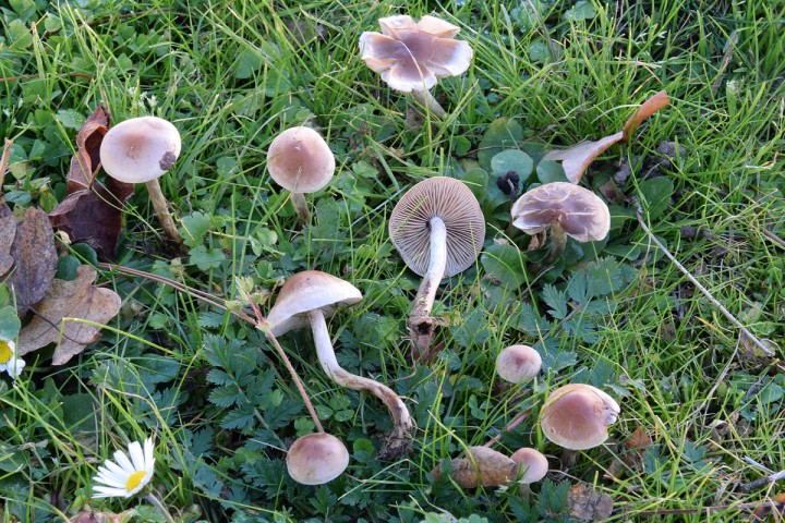 DSC_0352.jpg