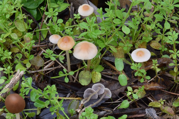 DSC_0262.jpg