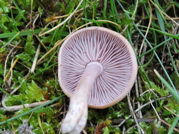 RSCN6008.JPG