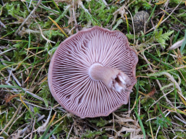 RSCN6011.JPG