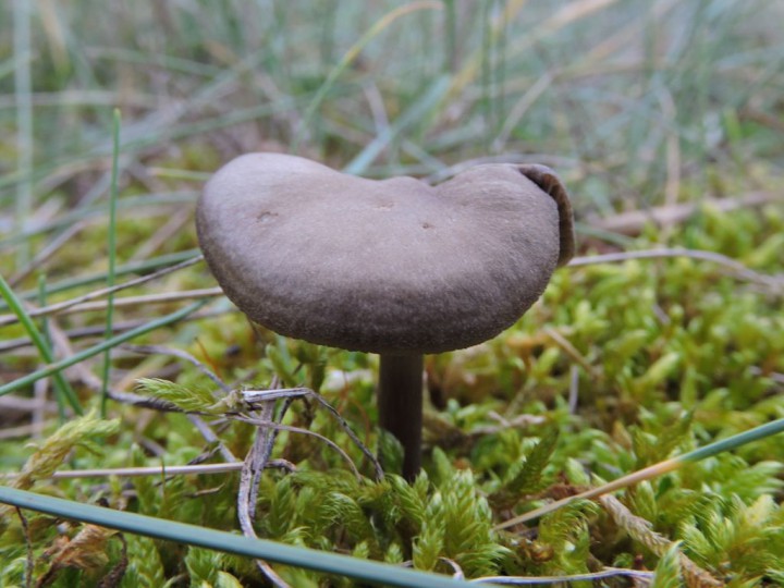 RSCN6017.JPG