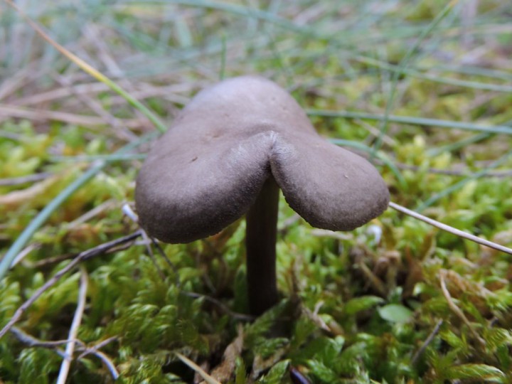 RSCN6018.JPG