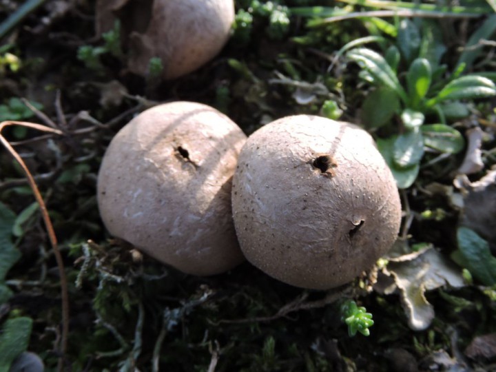 RSCN6443 - Copie.JPG