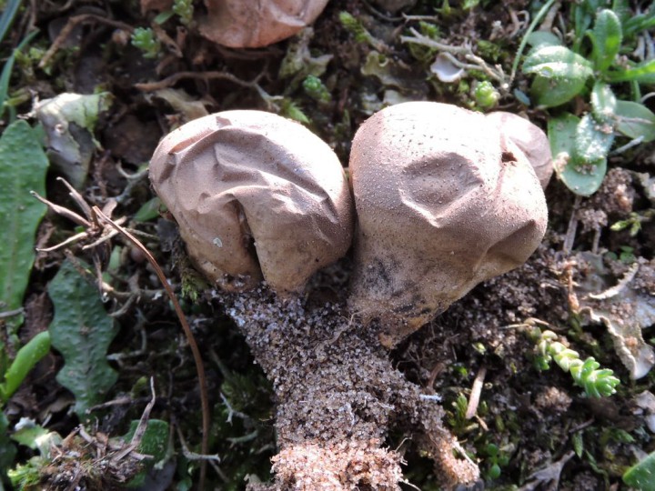 RSCN6444 - Copie.JPG