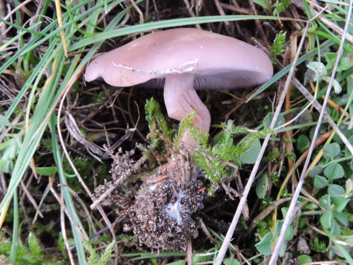 RSCN6390.JPG