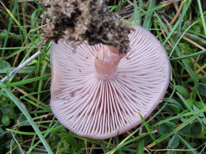 RSCN6393.JPG