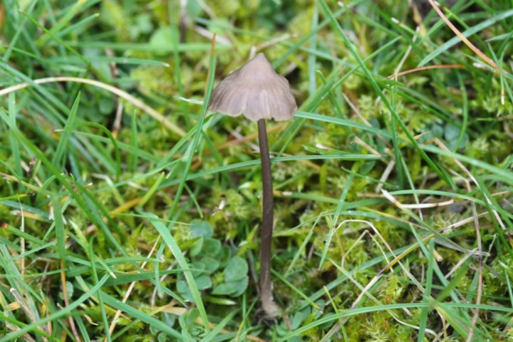 Entoloma.jpg