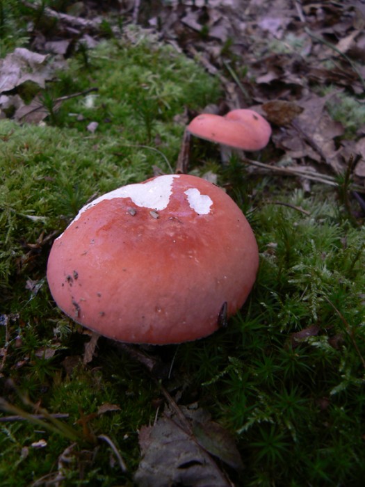 P1100646.jpg