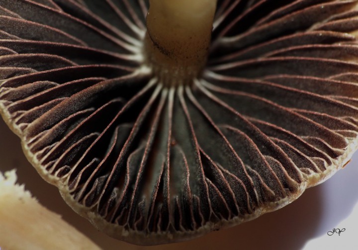 Psathyrelle.jpg
