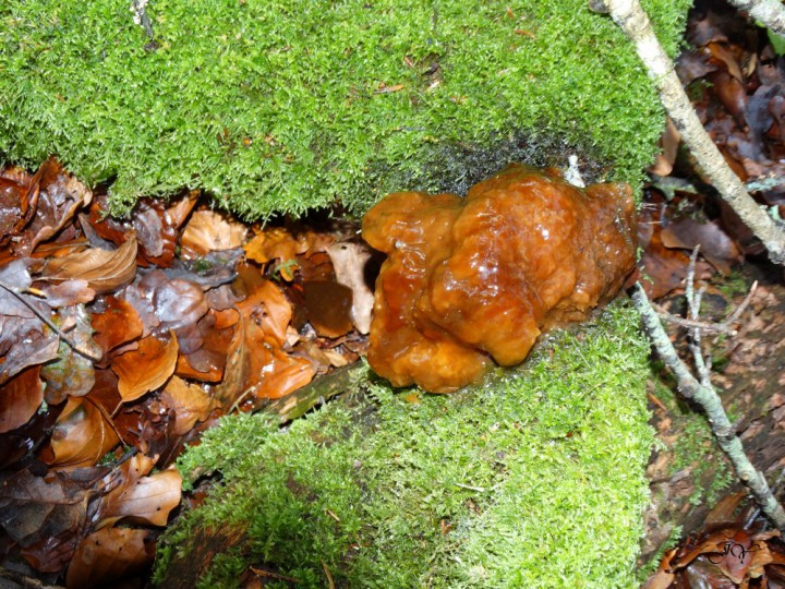 DSC02759.JPG