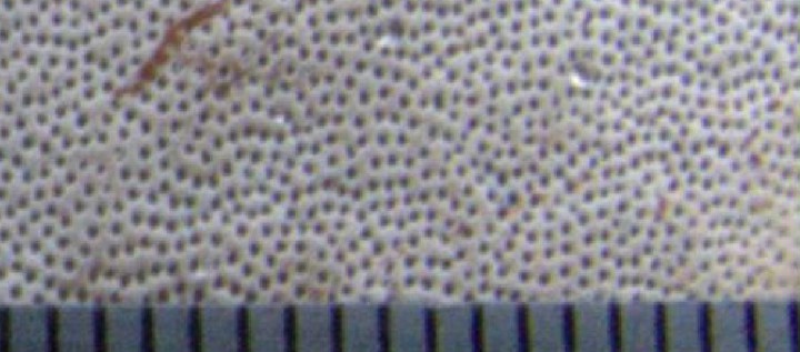 Pores-Closeup.jpg