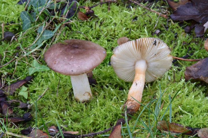 DSC_0364.jpg