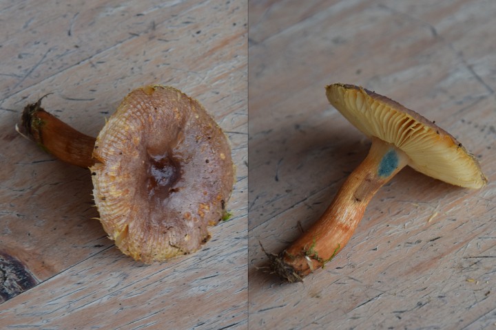 DSC_0378.jpg