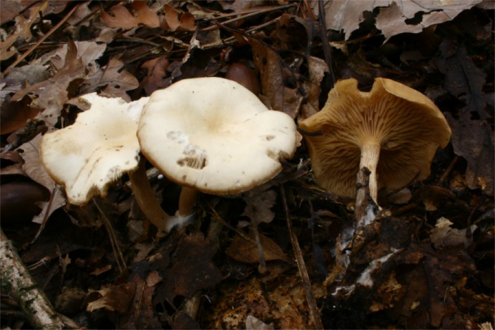 IMG_8923p.JPG