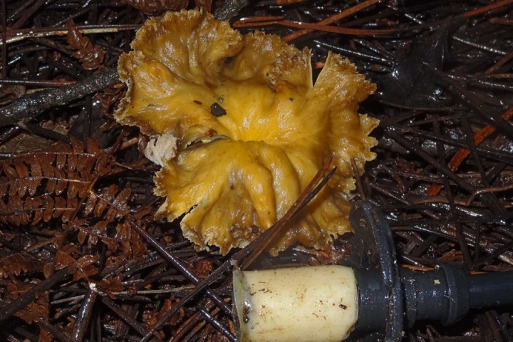 chanterelle-jan-18jpg.jpg