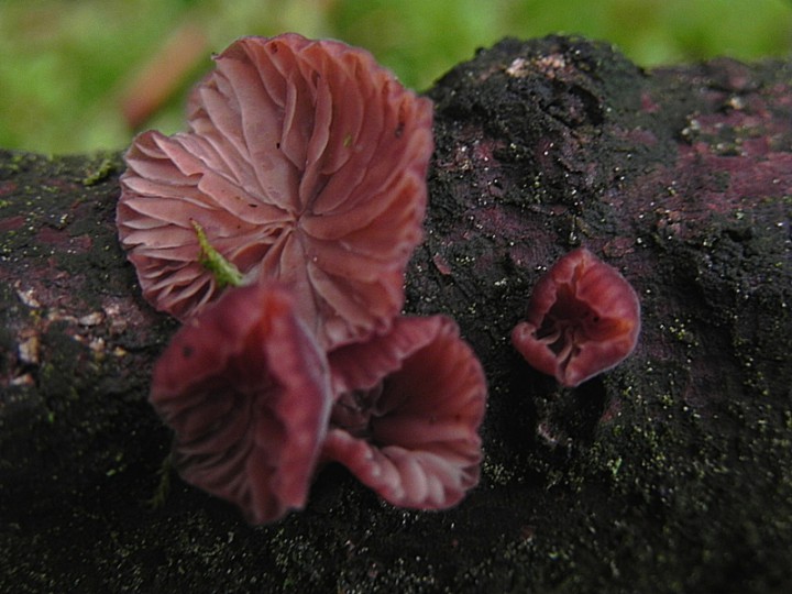 DSCN1125b.JPG