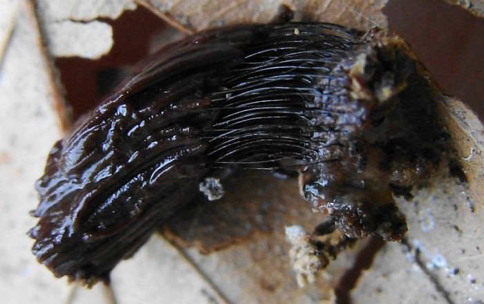 Stemonitis fusca.jpg