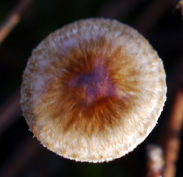 CH79-2b-Azille-18 01 2018-LG.jpg