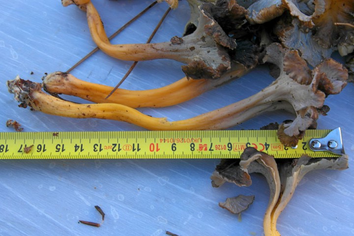 27-01-18-C.lutescens.jpg
