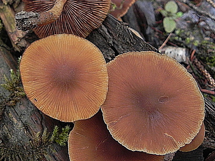DSCN1177bb.JPG