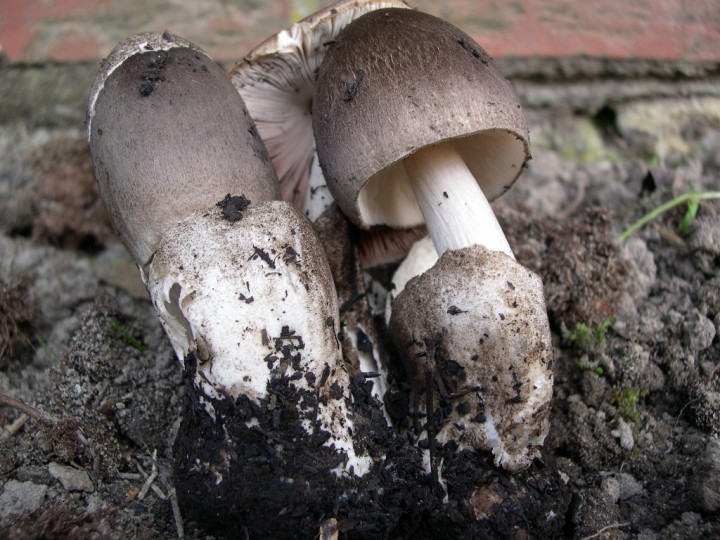 Volvariella volvacea (JP) (2).JPG