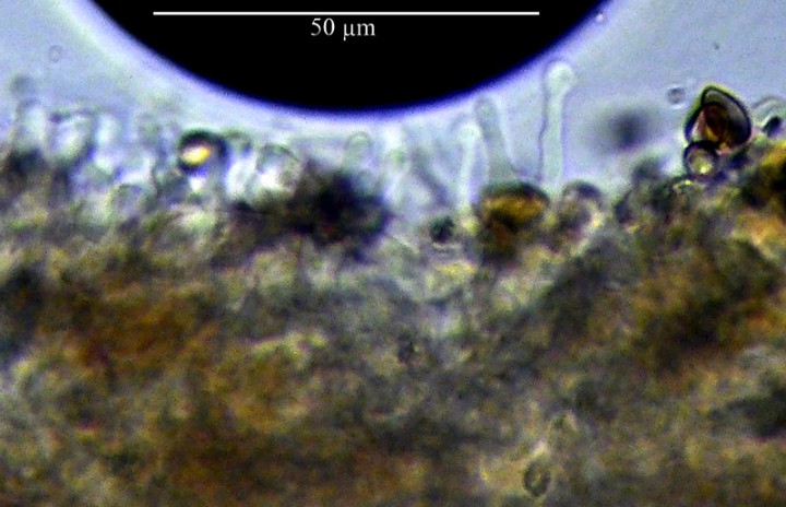 CH78-5a cheilocistide-Azille-10 01 2018-LG.jpg