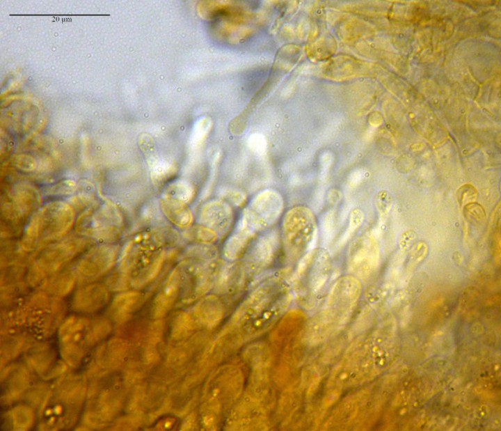 CH78-5b cheilocistide-Azille-10 01 2018-LG.jpg