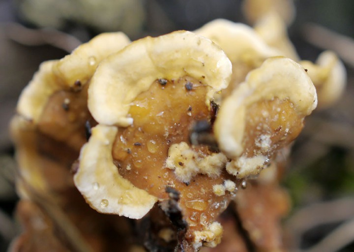 Stereum hirsutum-1b-Grabels-31 01 2018-LG.jpg