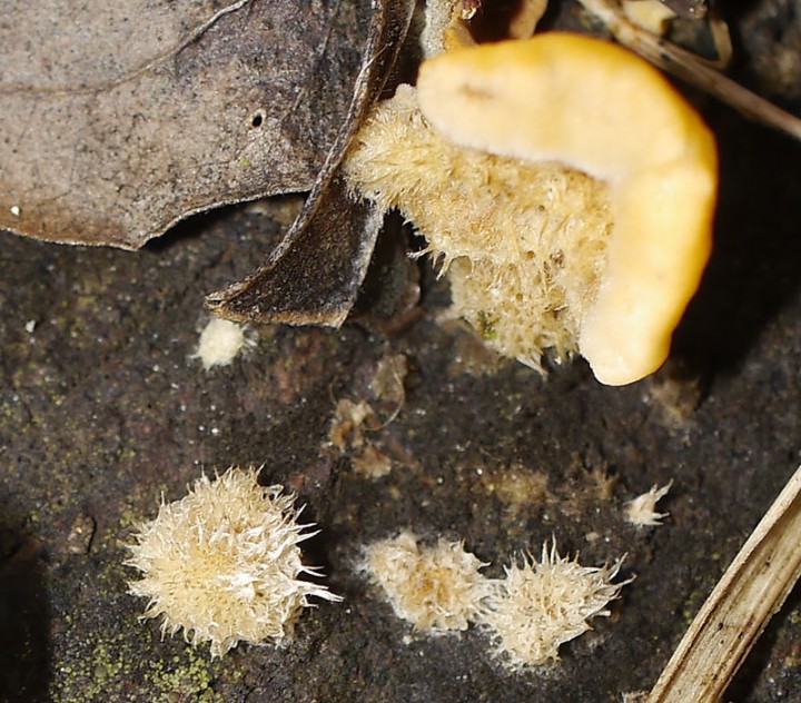 Stereum hirsutum juv-1b-Grabels-31 01 2018-LG.jpg